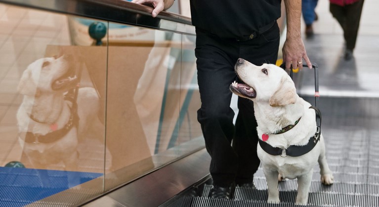 Guide dog