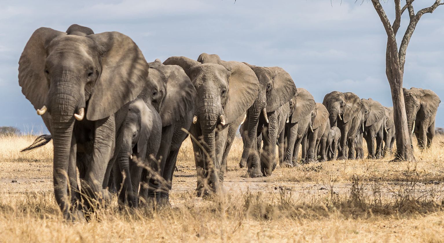Elephants that are part of the Instant Wild volunteering programme