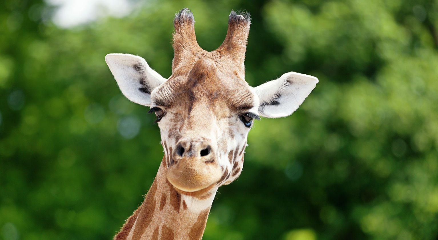 Giraffe that is part of the Instant Wild volunteering programme
