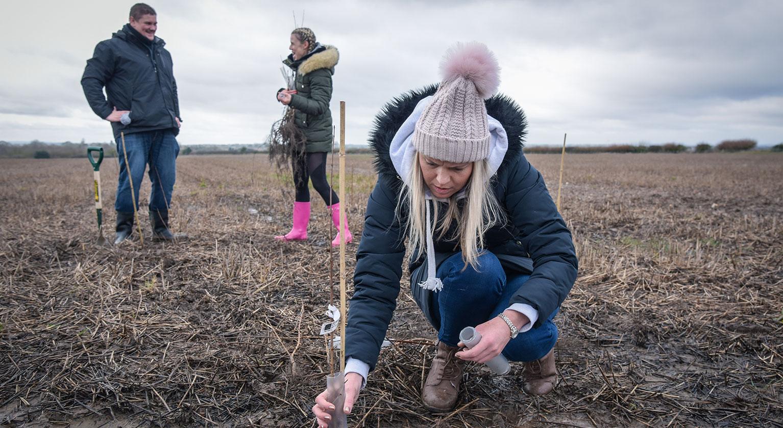 colleague planting a tree