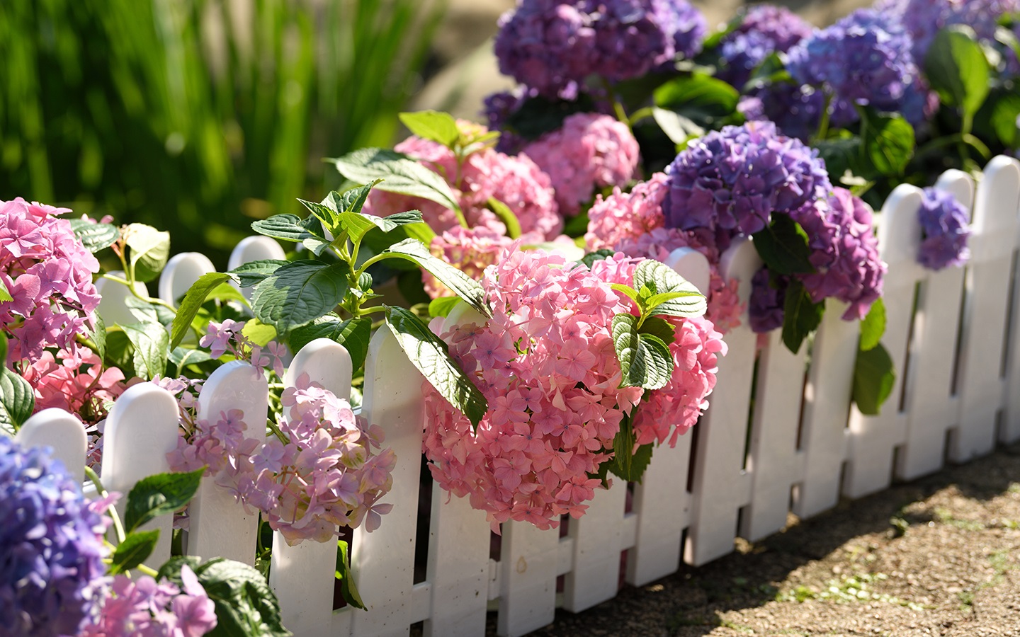Purple and pink flowers