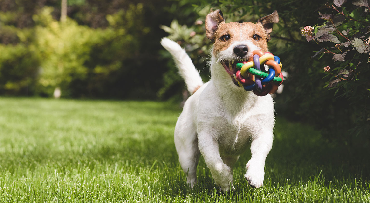 Dog running with toy in mouth