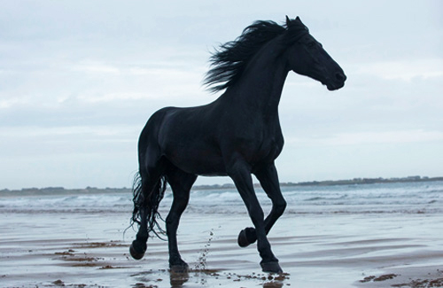 Lloyds bank black horse running on beach 