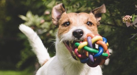 Dog running with toy in mouth