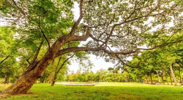 trees