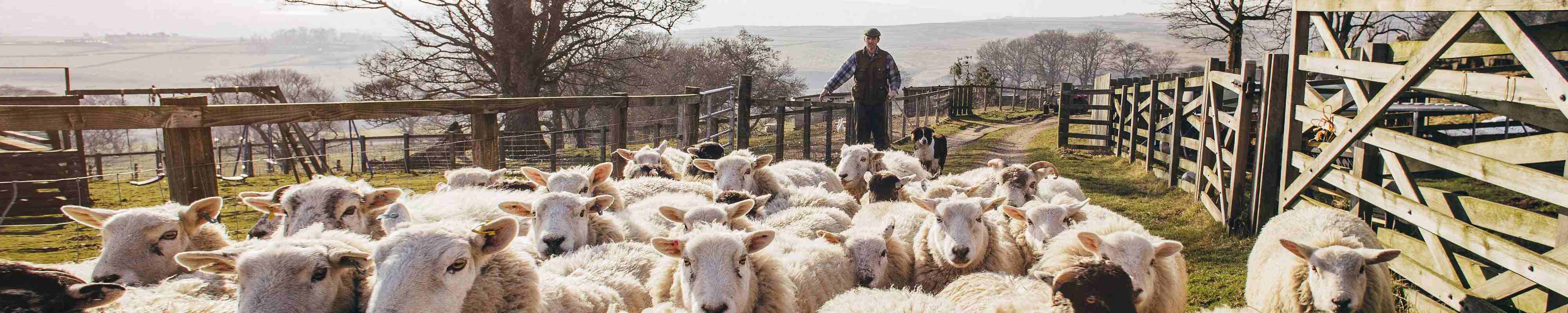 Farmer with his sheep